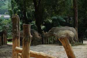 WHITE-RHINOCEROS (8)